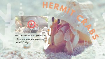 Hermtit-Crabs-Blog-1.jpg